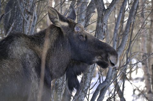 moose grazing animal