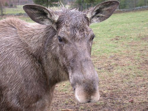 moose animal mammal