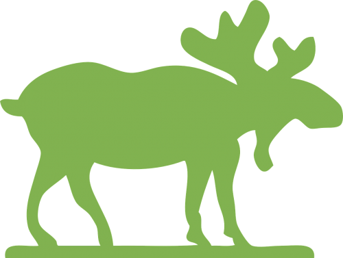 moose animal antlers
