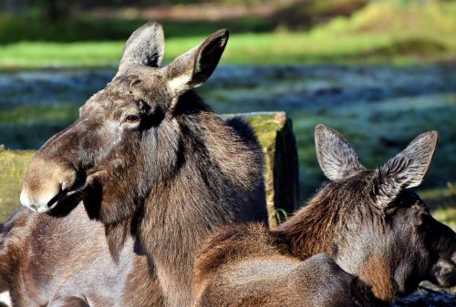 moose elk park sweden