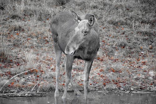 moose  wild animal  nature