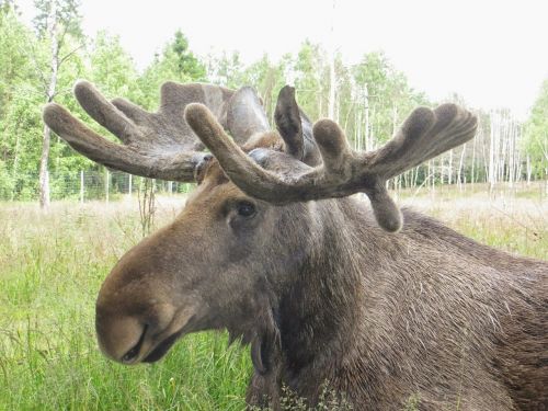 moose sweden antler