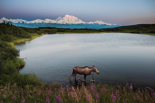 moose  landscape  mountains