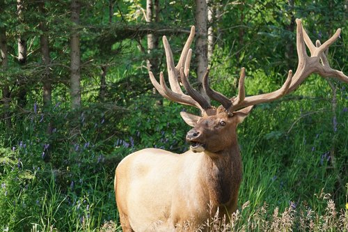 moose  antler  forest