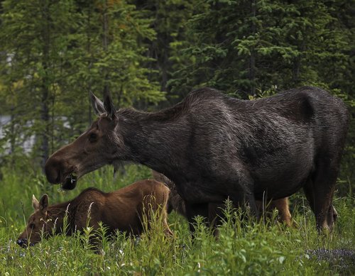 moose  cow  calf