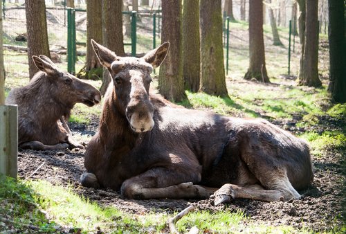 moose  animal  wild animal