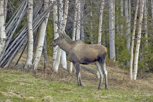 moose  nature  animals