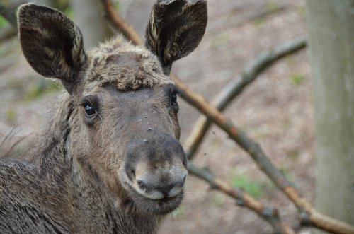 moose  young  nature