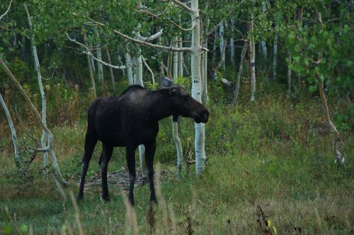 moose forest wild