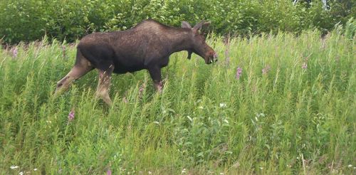moose baby moose browse