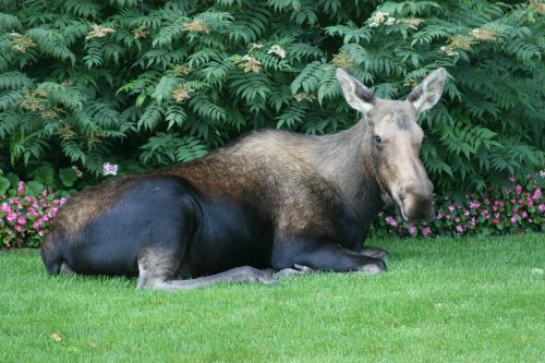 moose alaska wildlife