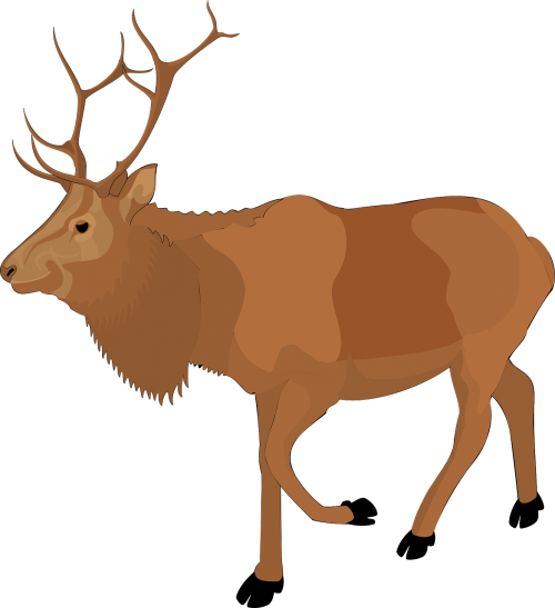 moose brown walking