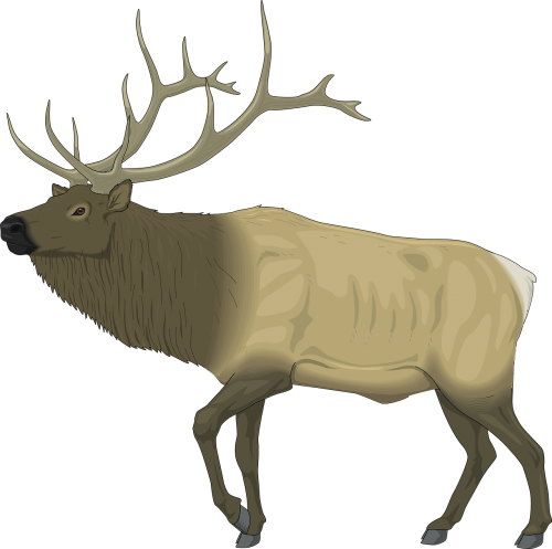 moose large body