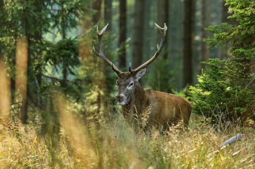 hart forest nature