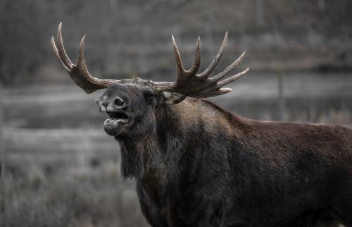 moose bull elk yawns
