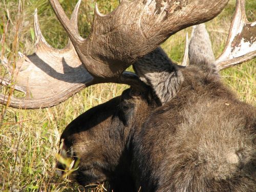moose wild animal