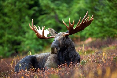 moose moose-rack male