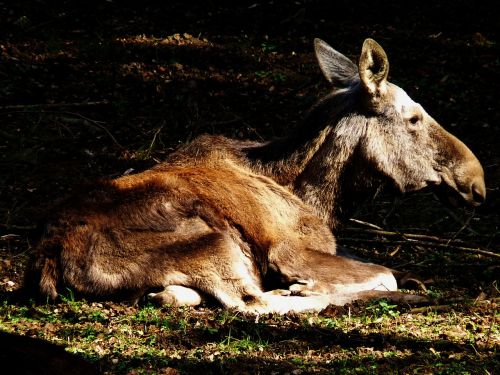 moose sun nature