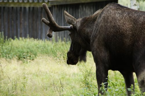 moose bull moose male