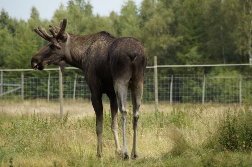 moose bull moose male