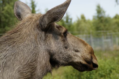 moose animal portrait head