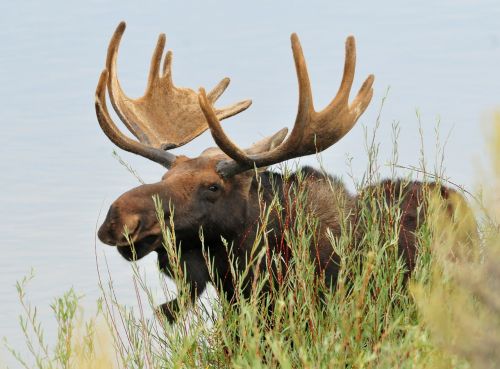 moose bull male