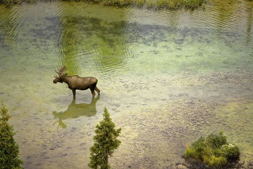 moose river nature