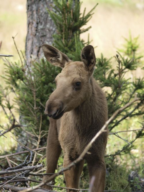 moose calf moose moose child