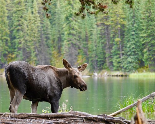 moose calf  moose  canada
