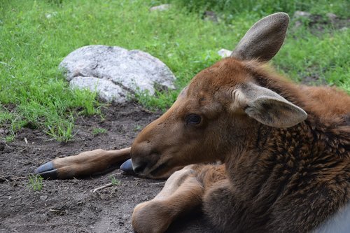 moose child  young animal  sweden