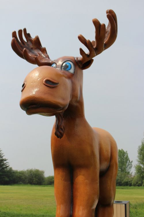 Moose In A Waterpark