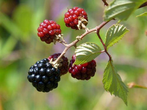 mora blackberry fruit of the forest