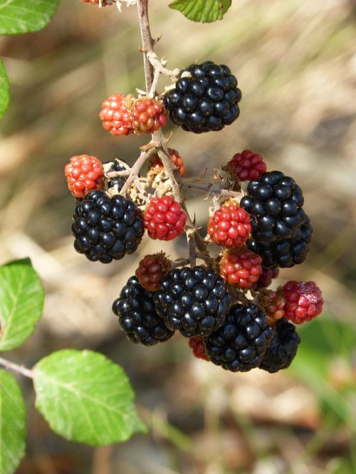 mora blackberry summer