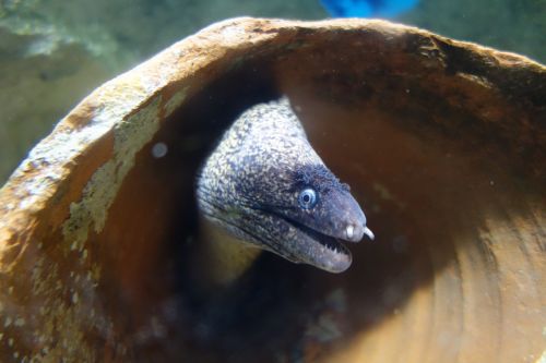 moray underwater sea