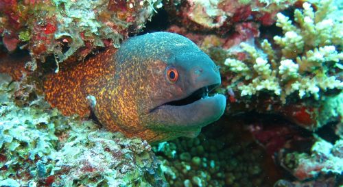 moray eel fish