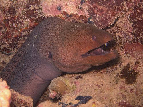 moray underwater rotesmeer