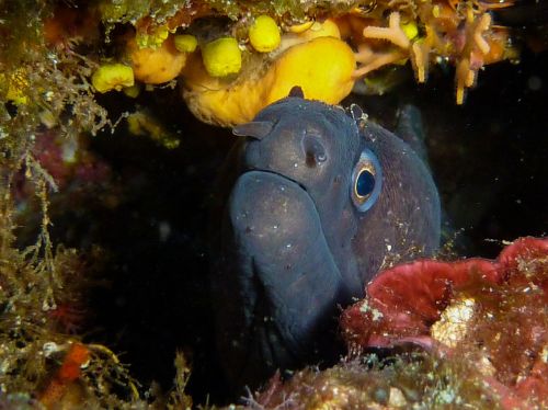 moray diving underwater