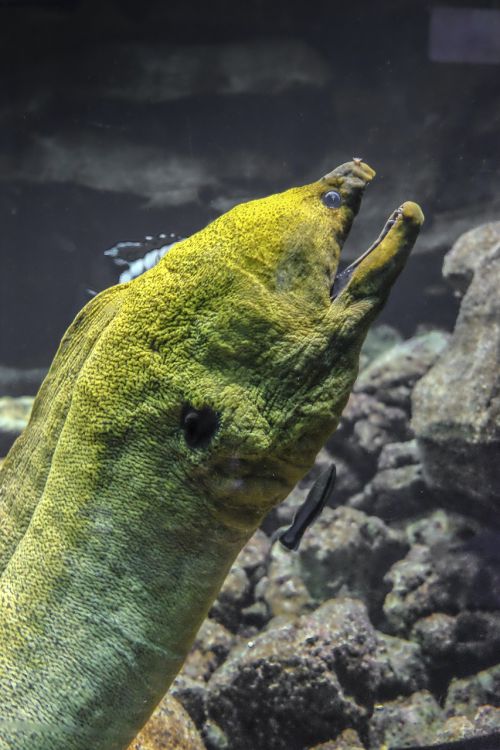 moray eel green large