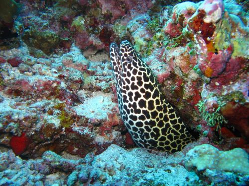 moray eel maldives sea