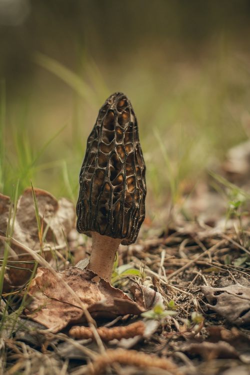 morchella conica mushroom macro