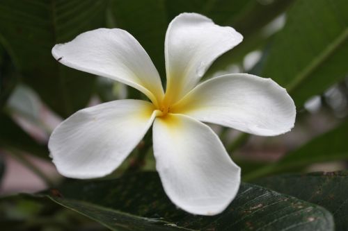 more information flowers frangipani