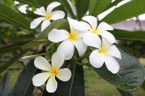 more information flowers frangipani