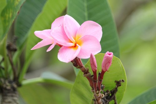 more information  fragrapanti  flowers