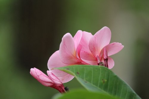 more information  fragrapanti  flowers