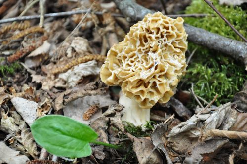 morel fungus forest mushrooms