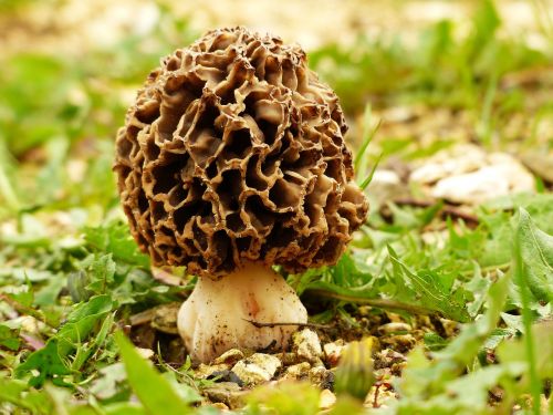 morel speisemorchel mushroom
