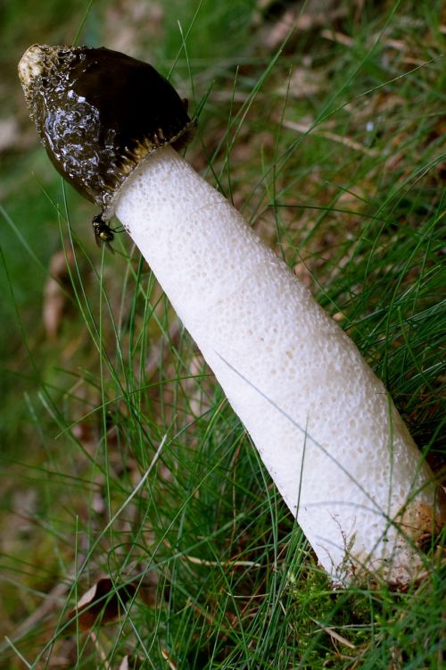 morel mushroom young