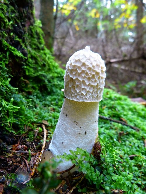 morel mushroom hose mushroom