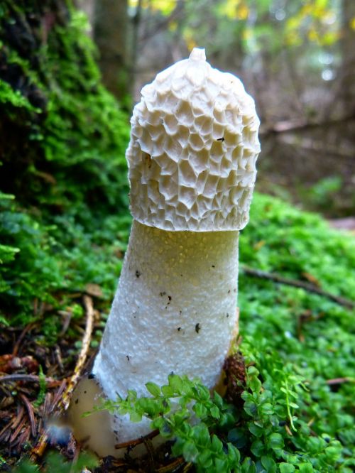 morel mushroom hose mushroom