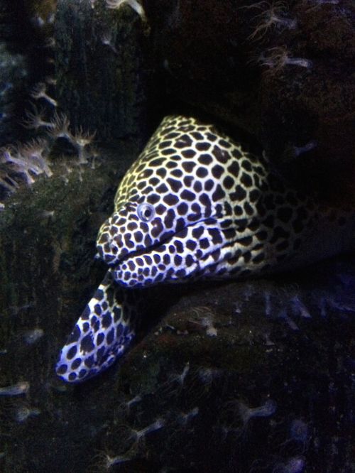 morene aquarium fish